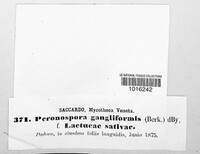 Peronospora ganglioniformis image